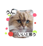 Chinchilla Persian brothers（個別スタンプ：7）