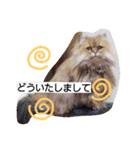 Chinchilla Persian brothers（個別スタンプ：8）