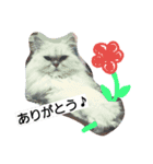 Chinchilla Persian brothers（個別スタンプ：9）