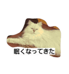 Chinchilla Persian brothers（個別スタンプ：10）