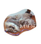 Chinchilla Persian brothers（個別スタンプ：11）