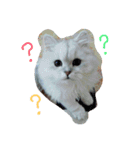 Chinchilla Persian brothers（個別スタンプ：12）