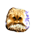 Chinchilla Persian brothers（個別スタンプ：13）
