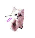 Chinchilla Persian brothers（個別スタンプ：14）