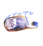 Chinchilla Persian brothers（個別スタンプ：15）