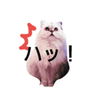 Chinchilla Persian brothers（個別スタンプ：16）