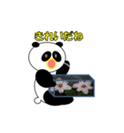 共感パンダ（個別スタンプ：14）