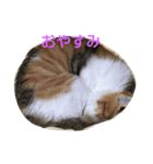 あんちゃんスタンプでふ（個別スタンプ：1）