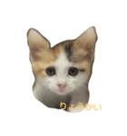 あんちゃんスタンプでふ（個別スタンプ：6）