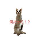 あんちゃんスタンプでふ（個別スタンプ：7）