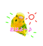トイプードル＆インコ（個別スタンプ：1）