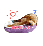 トイプードル＆インコ（個別スタンプ：2）