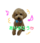トイプードル＆インコ（個別スタンプ：5）