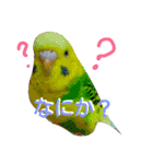 トイプードル＆インコ（個別スタンプ：13）