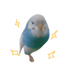 トイプードル＆インコ（個別スタンプ：14）