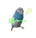 トイプードル＆インコ（個別スタンプ：16）