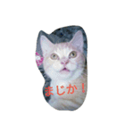 Luna stamp 2（個別スタンプ：2）