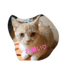 Luna stamp 2（個別スタンプ：3）