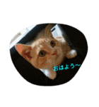 Luna stamp 2（個別スタンプ：6）