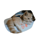 Luna stamp 2（個別スタンプ：15）