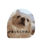 kintokilove（個別スタンプ：8）