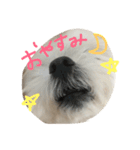 マルチーズのくぅ（個別スタンプ：1）