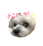 マルチーズのくぅ（個別スタンプ：3）