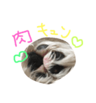 マルチーズのくぅ（個別スタンプ：5）