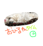 マルチーズのくぅ（個別スタンプ：6）