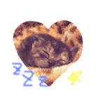 はちわれ グレー さびにゃん（個別スタンプ：1）