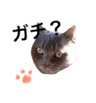 はちわれ グレー さびにゃん（個別スタンプ：3）