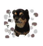 チワワ犬プッチちゃん（個別スタンプ：1）