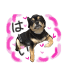 チワワ犬プッチちゃん（個別スタンプ：2）