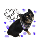 チワワ犬プッチちゃん（個別スタンプ：4）