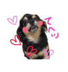 チワワ犬プッチちゃん（個別スタンプ：5）