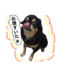 チワワ犬プッチちゃん（個別スタンプ：6）