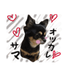 チワワ犬プッチちゃん（個別スタンプ：7）