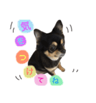 チワワ犬プッチちゃん（個別スタンプ：9）