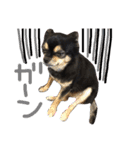 チワワ犬プッチちゃん（個別スタンプ：10）
