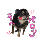 チワワ犬プッチちゃん（個別スタンプ：11）