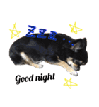 チワワ犬プッチちゃん（個別スタンプ：12）