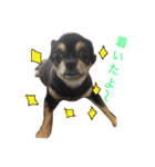 チワワ犬プッチちゃん（個別スタンプ：13）