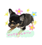 チワワ犬プッチちゃん（個別スタンプ：14）