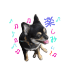 チワワ犬プッチちゃん（個別スタンプ：15）
