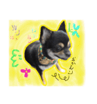 チワワ犬プッチちゃん（個別スタンプ：16）