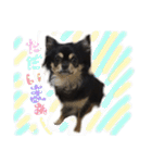 チワワ犬プッチちゃん（個別スタンプ：20）