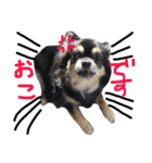 チワワ犬プッチちゃん（個別スタンプ：22）