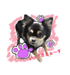 チワワ犬プッチちゃん（個別スタンプ：23）