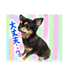 チワワ犬プッチちゃん（個別スタンプ：26）