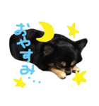 チワワ犬プッチちゃん（個別スタンプ：30）